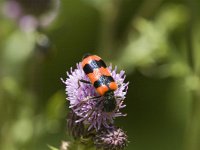 Trichodes alvearius 3, Behaarde bijenwolf, Saxifraga-Jan van der Straaten