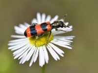 Trichodes apiarius 6, Bijenkever , Saxifraga-Tom Heijnen