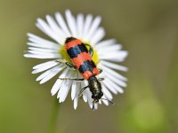 Trichodes apiarius 7, Bijenkever , Saxifraga-Tom Heijnen