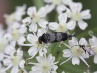 Variimorda villosa 3, Viltbandkevertje, Saxifraga-Rutger Barendse