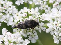 Variimorda villosa 5, Viltbandkevertje, Saxifraga-Rutger Barendse