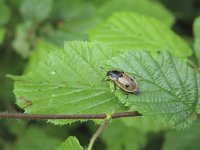 Xylodrepa quadrimaculata 3, Rupsenaaskever, Saxifraga-Rob Felix : Animalia, Arthropoda, Coleoptera, Insecta, Project Natuurbalans, animal, arthropod, beetle, dier, dieren, geleedpotige, geleedpotigen, insect, insecten, kever, kevers