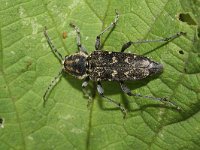 Xylotrechus rusticus 2, Saxifraga-Rutger Barendse