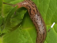 Entomobrya multifasciata 8, Saxifraga-Tom Heijnen