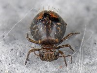 Allacma fusca