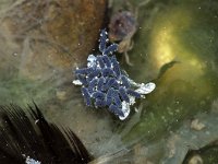 Anurida maritima, Seashore Springtail