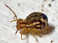 Calvatomina nr superba 2, Saxifraga-Ab H Baas