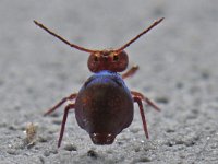 Dicyrtoma fusca