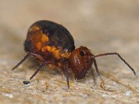 Dicyrtoma fusca #10806 : Dicyrtoma fusca