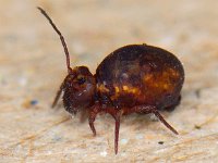 Dicyrtoma fusca 4, Saxifraga-Ab H Baas