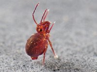 Dicyrtoma fusca 5, Saxifraga-Ab H Baas