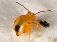 Dicyrtomina minuta 01 E0189  Dicyrtomina minuta  Vindplaats Borne centrum nabij Platanen op 31 oktober 2013 : Naar Frans Janssens, Naar Naturalis in 2013