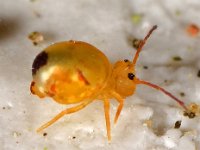 Dicyrtomina minuta 01 E0190  Dicyrtomina minuta  Vindplaats Borne centrum nabij Platanen op 31 oktober 2013 : Naar Frans Janssens, Naar Naturalis in 2013