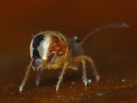 Dicyrtomina ornata #10705 : Dicyrtomina ornata