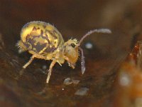 Dicyrtomina ornata #10886  Hardenberg : Dicyrtomina ornata