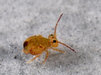 Dicyrtomina ornata #15686 : Dicyrtomina ornata, juveniele instar