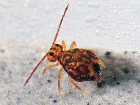 Dicyrtomina ornata #40852..3 : Dicyrtomina ornata