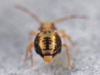 Dicyrtomina saundersi