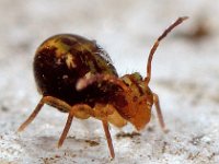 Dicyrtomina saundersi 11, Saxifraga-Ab H Baas