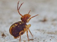 Dicyrtomina saundersi 12, Saxifraga-Ab H Baas