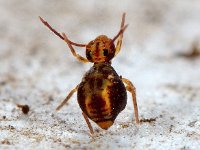 Dicyrtomina saundersi 13, Saxifraga-Ab H Baas