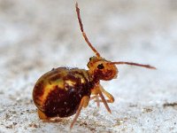 Dicyrtomina saundersi 14, Saxifraga-Ab H Baas