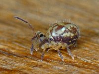 Dicyrtomina saundersi 8, Saxifraga-Ab H Baas