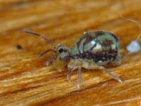 Dicyrtomina saundersi 9, Saxifraga-Ab H Baas