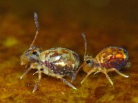 Dicyrtomina saundersi-ornata 10, Saxifraga-Ab H Baas