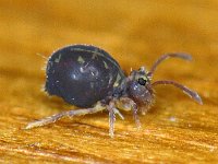 Dicyrtomina violacea