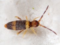 Entomobrya albocincta 01 E0147  Entomobrya albocincta, juveniele instar Vindplaats nabij Engelendsebos, Hardenberg Lengte lichaam en kop circa 1,1 mm : Naar Frans Janssens