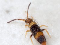 Entomobrya albocincta 01 E0161  Entomobrya albocincta, juveniele instar Vindplaats nabij Engelendsebos, Hardenberg Lengte lichaam en kop circa 1,1 mm : Naar Frans Janssens