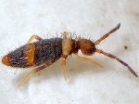 Entomobrya albocincta 01 E0162  Entomobrya albocincta, juveniele instar Vindplaats nabij Engelendsebos, Hardenberg Lengte lichaam en kop circa 1,1 mm : Naar Frans Janssens