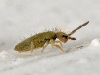 Tomocerus vulgaris 02 E0574  Tomocerus vulgaris Vindplaats Loozen op 03 december 2013 : Naar Frans Janssens