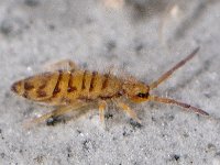 Entomobrya multifasciata 6, Saxifraga-Ab H Baas