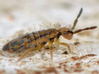 Entomobrya quinquelineata 2, Saxifraga-Ab H Baas