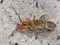 Entomobrya nivalis nivalis 4, Saxifraga-Ab H Baas