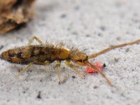 Entomobrya nivalis nivalis 5, Saxifraga-Ab H Baas