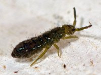 Isotoma viridis 13, Saxifraga-Ab H Baas