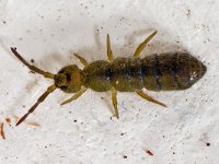 Isotoma viridis 14, Saxifraga-Ab H Baas