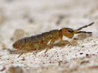 Isotoma viridis var annulata 12, Saxifraga-Ab H Baas