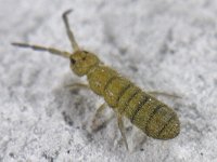 Isotoma viridis var. annulata #15308 : Isotoma viridis var. annulata