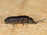 Isotoma viridis var violacea 8, Saxifraga-Ab H Baas