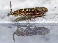 Isotomurus maculatus 01 #40762 : Isotomurus maculatus