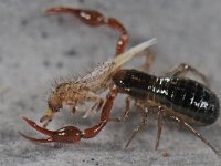 Orchesella cincta 02 #40535 : Orchesella cincta, prey of a Neobisium carcinoides (Bastaardschorpioen)