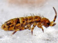 Orchesella cincta #15511...13 : Orchesella cincta, juveniel