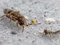 Orchesella cincta #15598...608 : Orchesella cincta