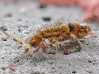 Orchesella cincta #41967...78 : Orchesella cincta, juveniel