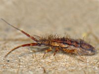 Orchesella flavescens