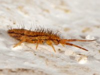 Orchesella flavescens 3, Saxifraga-Ab H Baas